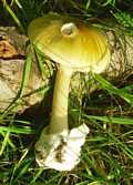 Muchomor sromotnikowy, muchomor zielonawy (Amanita phalloides)