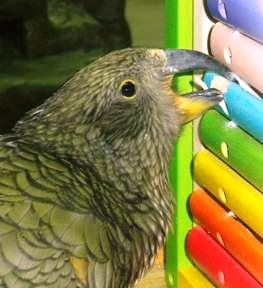 Papuga KEA z warszawskiego ZOO