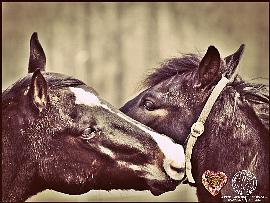 Konie. Fot. Fundacja Tara.