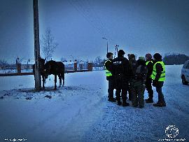 Wstępny – Skaryszewski Jarmark Koński. 