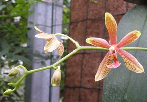 Storczyk Felenopsis II