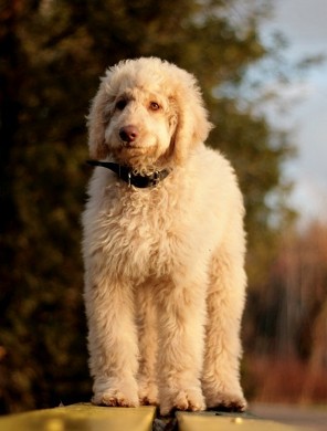 Australijski Labradoodle