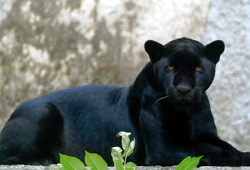 Jaguarzyca Beata - wychowanka Polonii