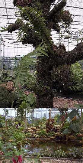 (Ogród Botaniczny PAN)