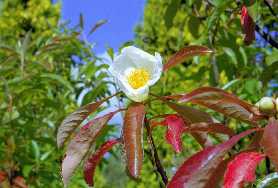 FRANKLINIA