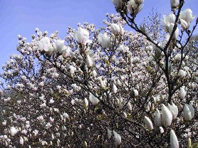  (Ogród Botaniczny PAN)