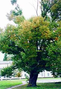 Lipa srebrzystajna dziedzińcu pałacu Czartoryskich w Puławach (fot. Hanna Sikora, http://www.przyrodapolska.pl/)