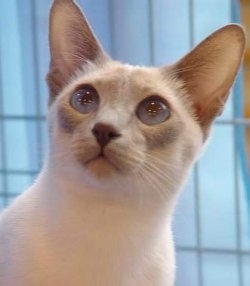 Syjam (Internet + własne zaangażowanie)