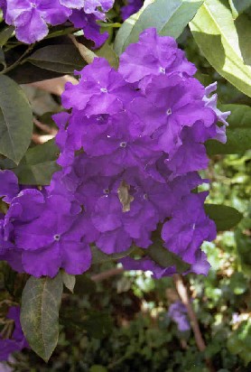  (Ogród Botaniczny PAN)