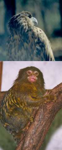 Orzeł i pigmejka (tak wyglądają -:)) (Internet + własne zaangażowanie)