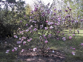  (Ogród Botaniczny PAN)